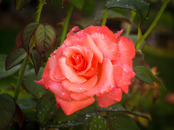 Floribunda Rose in Rose Garden