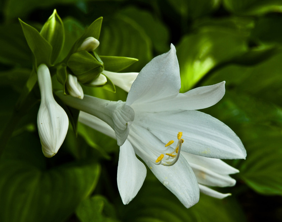 Hosta Flower