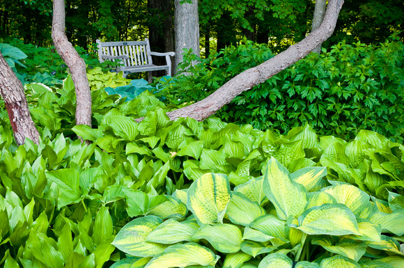 Hosta Glade and Bench