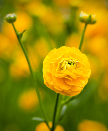 Meadow Buttercup flower
