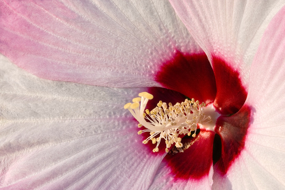 Hibiscus "Luna Pink Swirl" Annual Garden