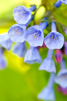Hosta Glade