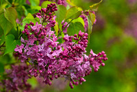 Lilac Walk