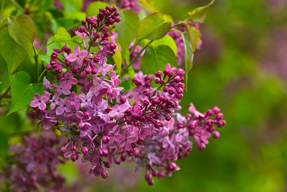 Lilac Walk Beauty