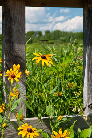summer view of Spring Peeper Meadow