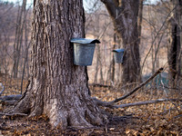Maple Syrup Collection