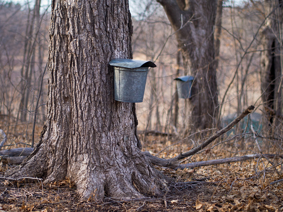 Maple sap collection