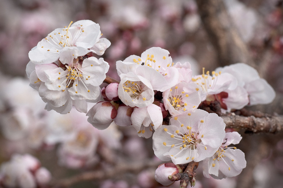 "moongold apricot" blossom