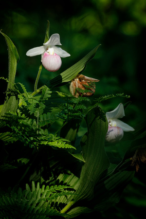 Showy Lady's Slipper Flowers