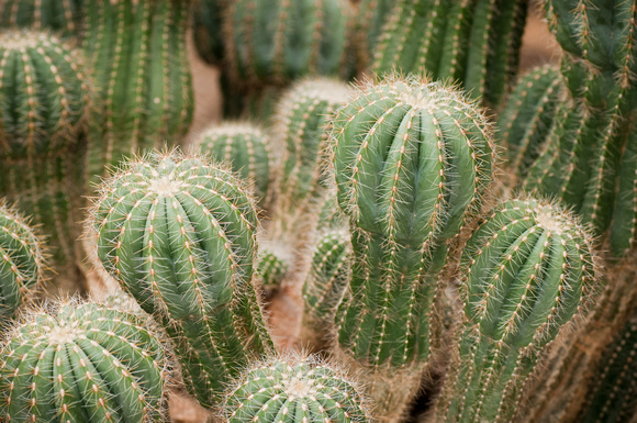 Cactus