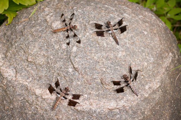 Dragonflys