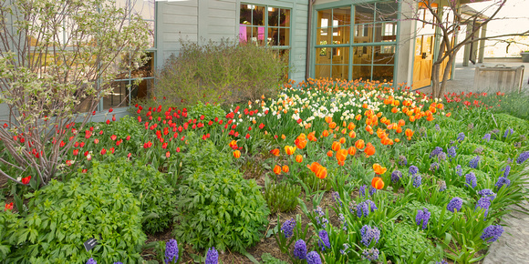 Oswald Building Garden