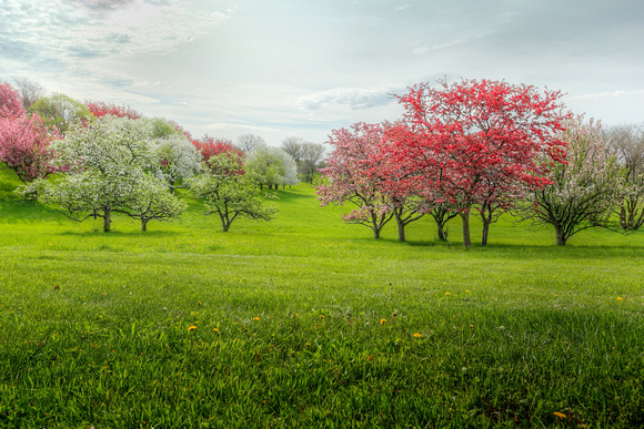 Spring Flowering Crab Apple Trees 2022