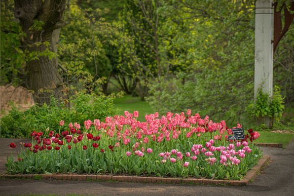 The 2012 Tulip Display