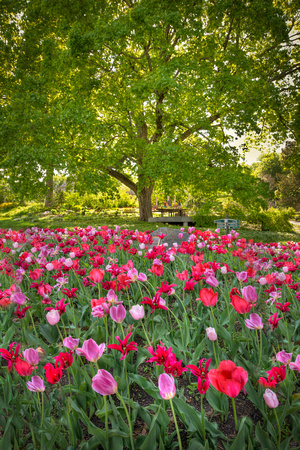 The 2012 Tulip Display