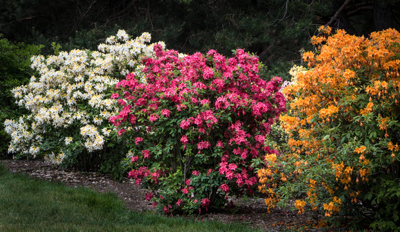 The Azalea Collection
